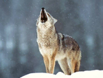 ������ ������� TimberWolf