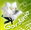 ������ ������� gardinia